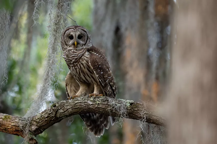 owl on a tree