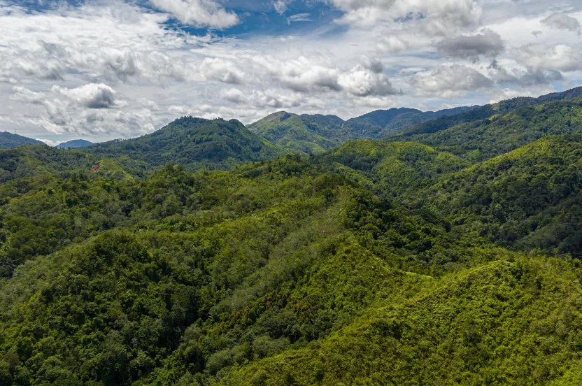 rainforest landscape photo