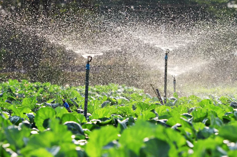 nursery plants being watered