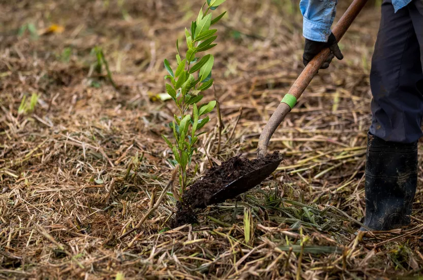 planting a tree photo