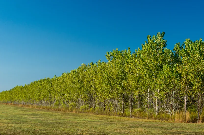 rows of trees planted in Mississippi Alluvial Valley Carbon project