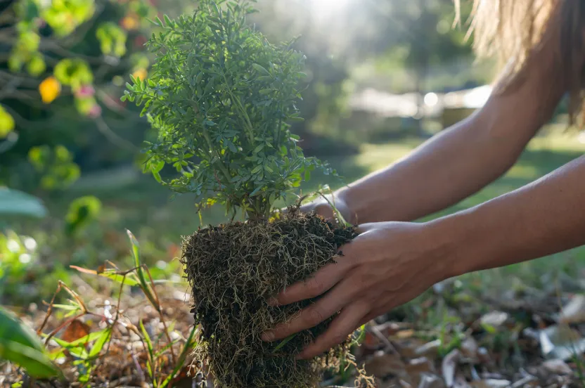 close-up of a woman planting a small evergreen tree