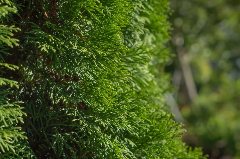 close-up of leaves of a Green Giant Arborvitae