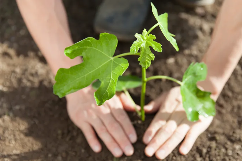 close-up of hands planting a fig tree