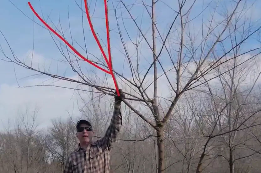 Man demonstrating how to prune a tree.