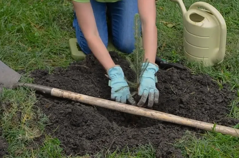 Gloved hands of a woman planting a bare-root tree, with a watering can and shovel next to her.