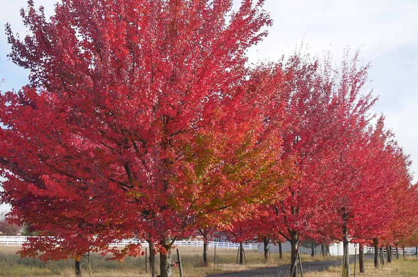 Large red maple tree.