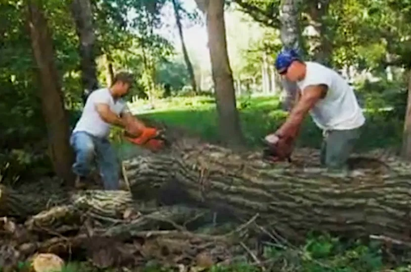 Two men cutting a tree down.