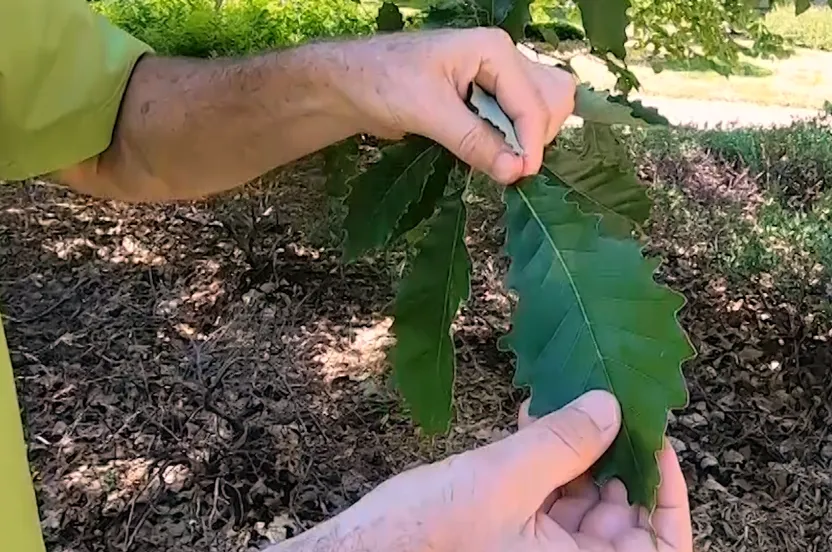 Hands holding a chinkapin oak leaf.