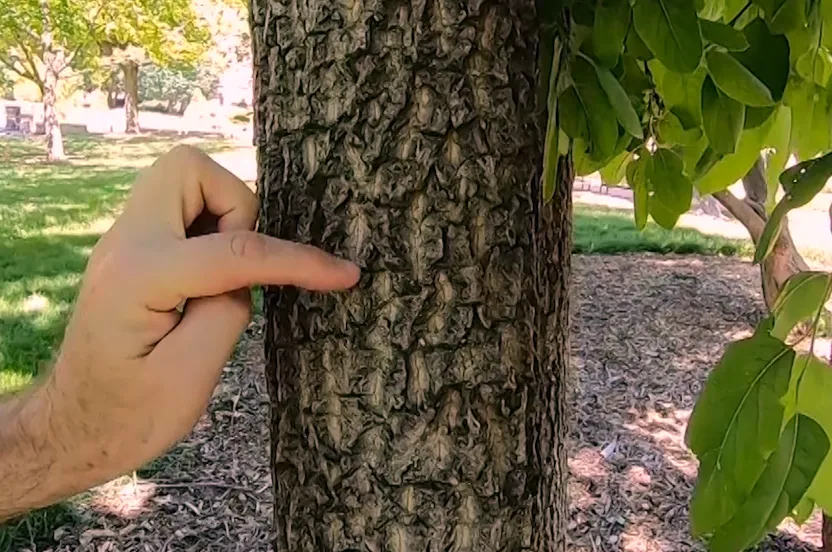 Up close view of tree bark of a persimmon.