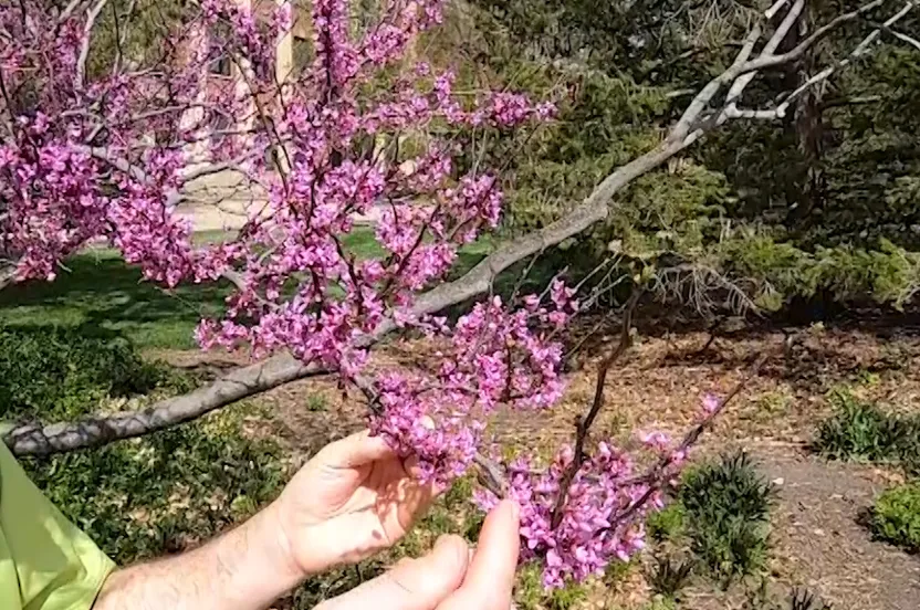 Up close shot of a redbud tree.