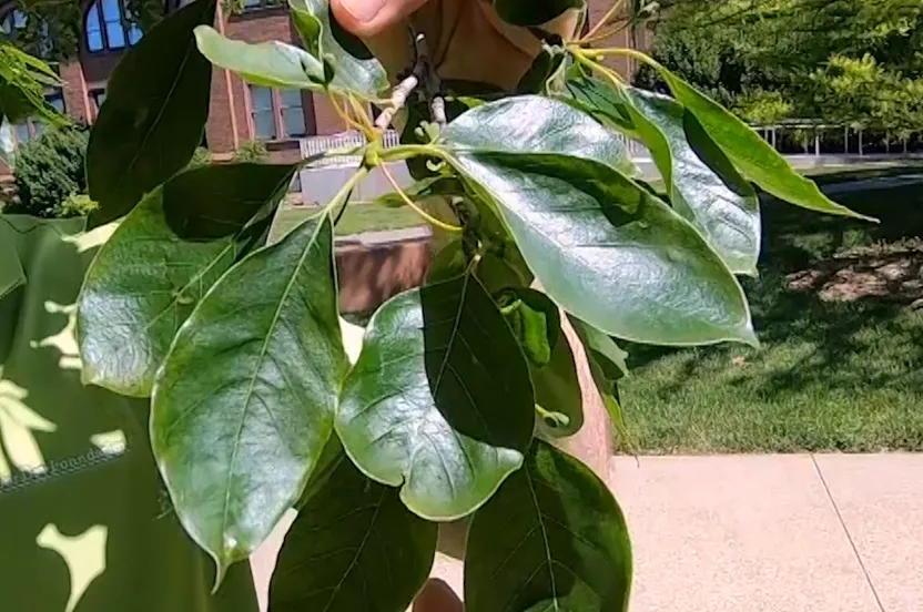 Up close of Tupelo tree leaves.