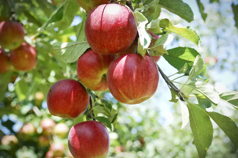 Media Name: ArborDayFarm_AppleOrchard-1-e1505423633182.jpg