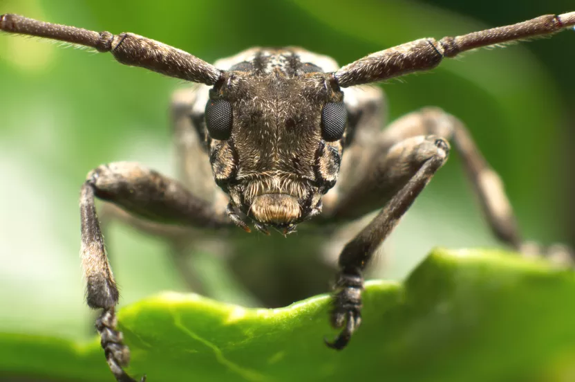 Media Name: Asian-Longhorned-Beetle.jpg