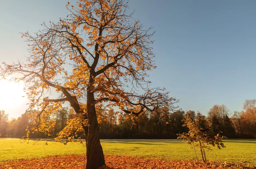 Media Name: Chestnut-Oak.jpg