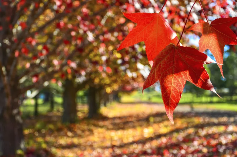 Media Name: Fall-Paper-Trees.jpg