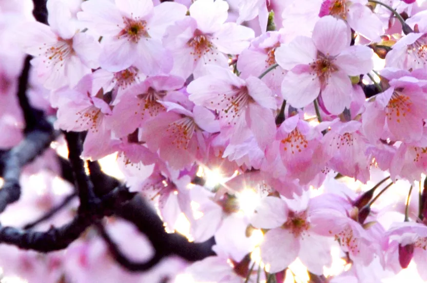 Media Name: Japanese-Cherry-Blossom.jpg