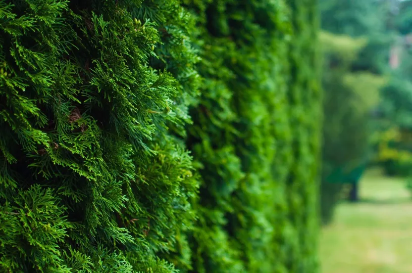 Media Name: arborvitae-windbreak-iStock-623114922.jpg