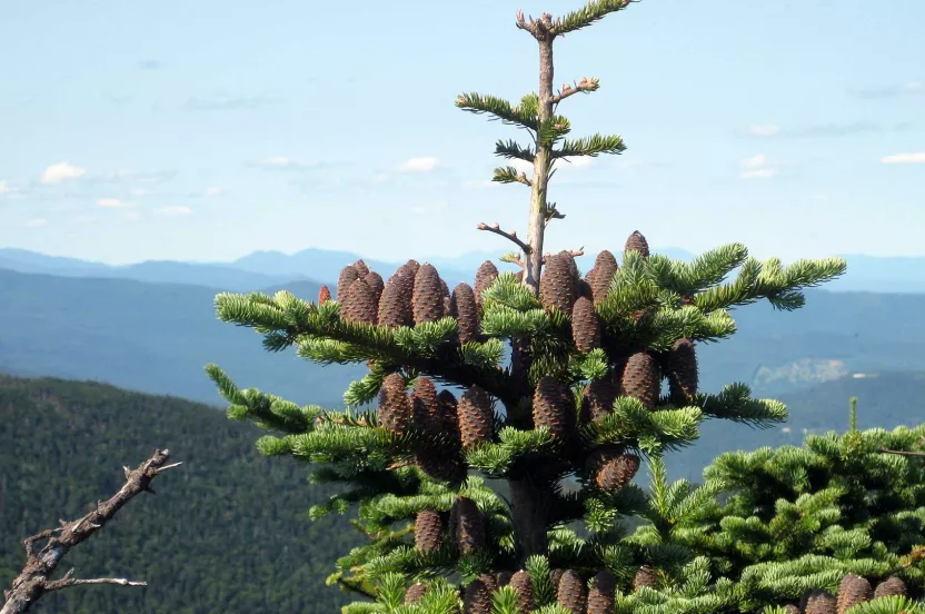 Media Name: balsam-fir-sized.jpg