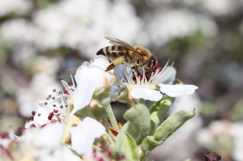 Media Name: bee-white-flower-iStock-174911762.jpg