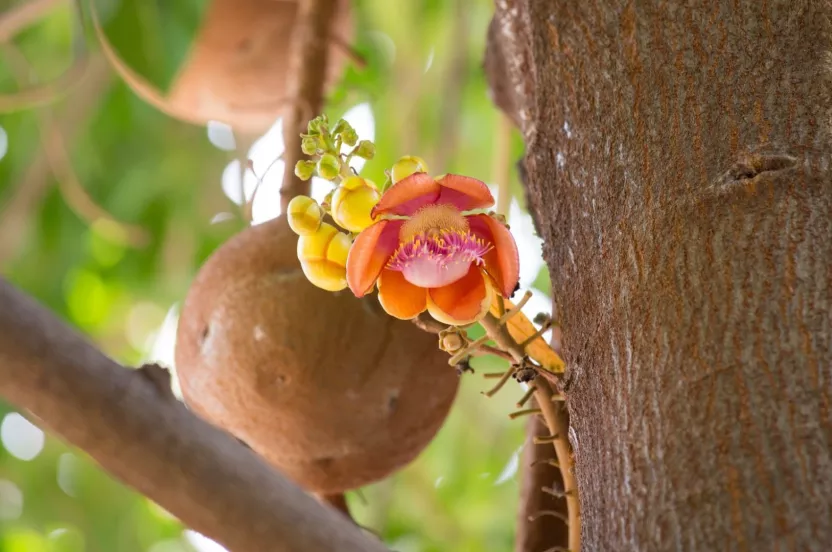 Media Name: cannonball-tree-iStock-516952974.jpg