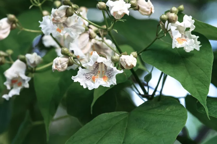 Media Name: catalpa-flowers-iStock-597270638.jpg