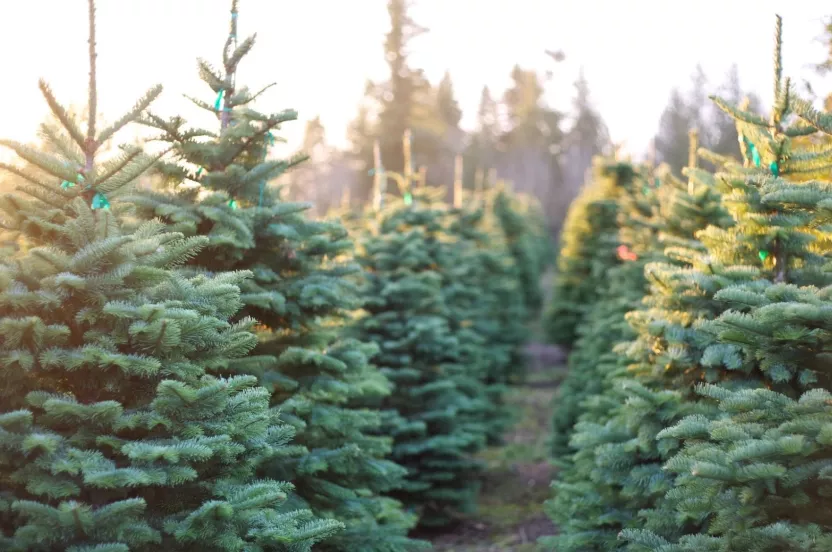 Media Name: christmas-tree-farm-iStock-135474406.jpg