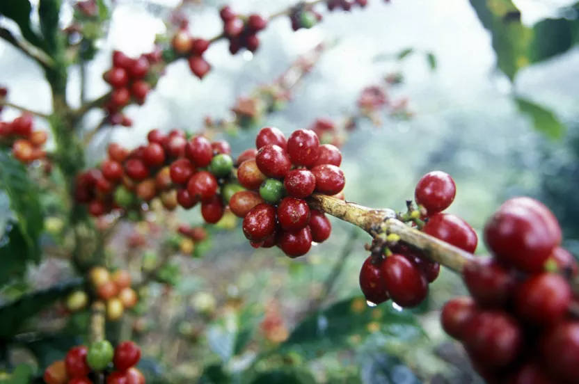 Media Name: coffee-cherries.jpg