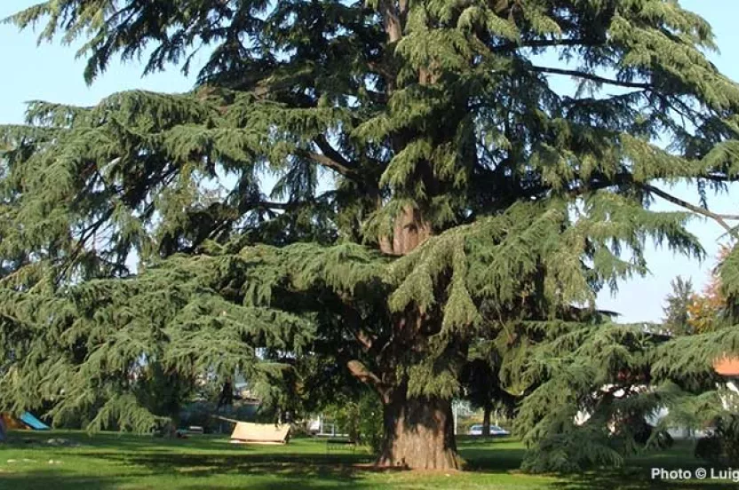 Media Name: deodar-cedar.jpg