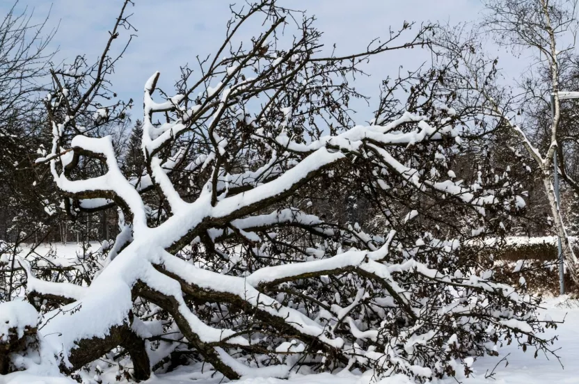 Media Name: fallen-snow-tree-iStock-846398512.jpg