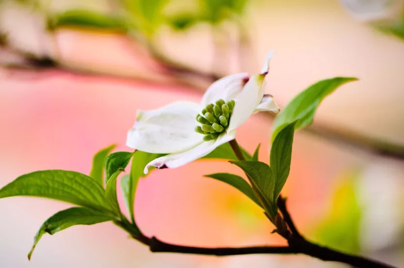 Media Name: flowering-dogwood-iStock-186857773.jpg