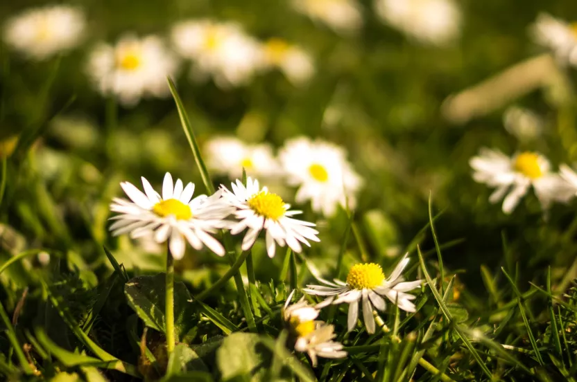 Media Name: flowers-summer-grass-meadow.jpg