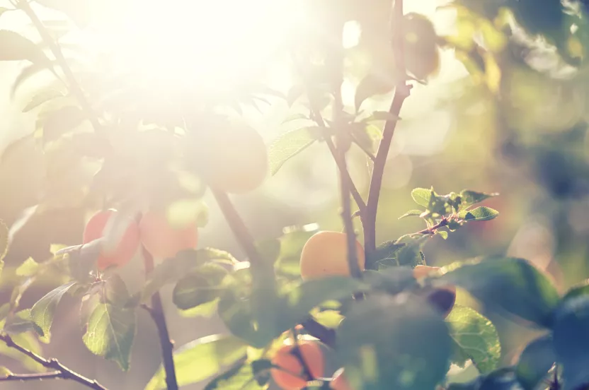 Media Name: fruit-tree-sunflare-iStock-508151474.jpg