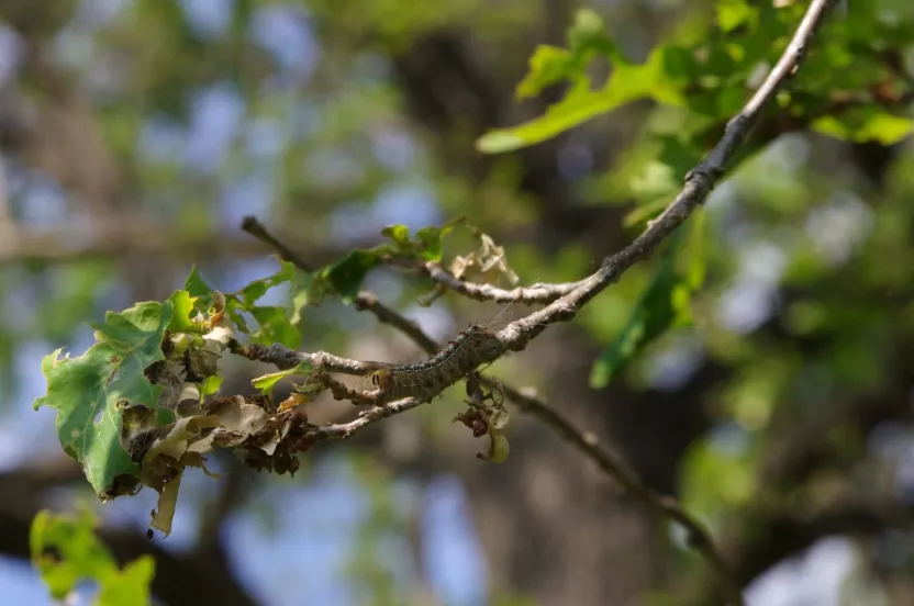 Media Name: gypsy-moth-iStock-533850864.jpg