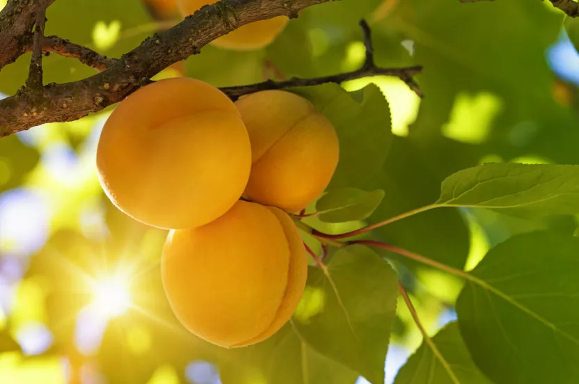 Media Name: iStock_26005642_apricots-on-tree.jpg