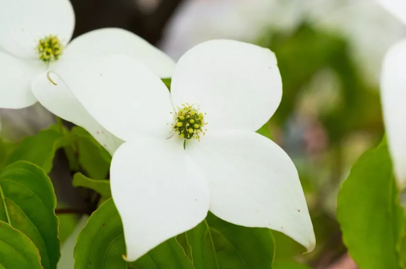 Media Name: kousa-dogwood-iStock-807958668.jpg