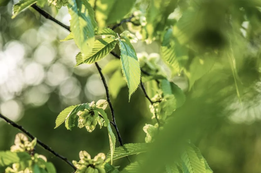 Media Name: lacebark-elm-leaves-iStock-616236716.jpg