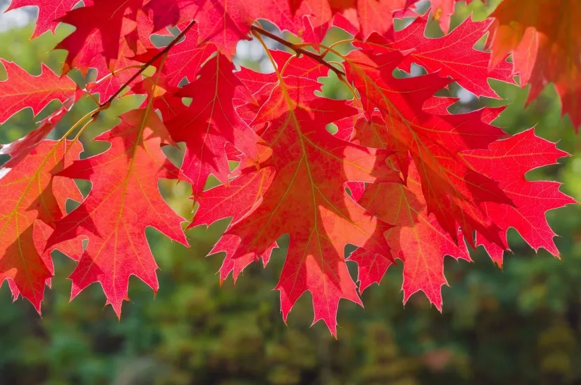 Media Name: northern-red-oak-iStock-493883766.jpg