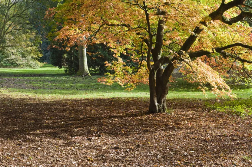 Media Name: ornamental-tree-shaded.jpg