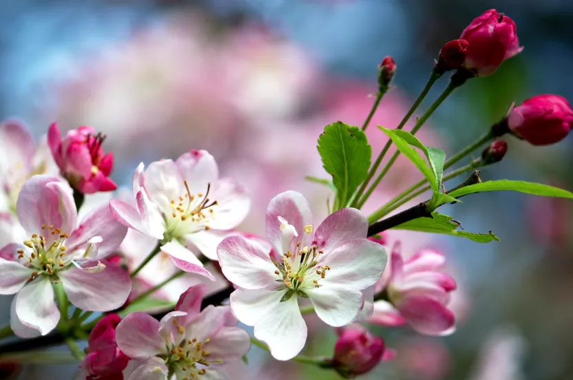 Media Name: pink-flowers.jpg