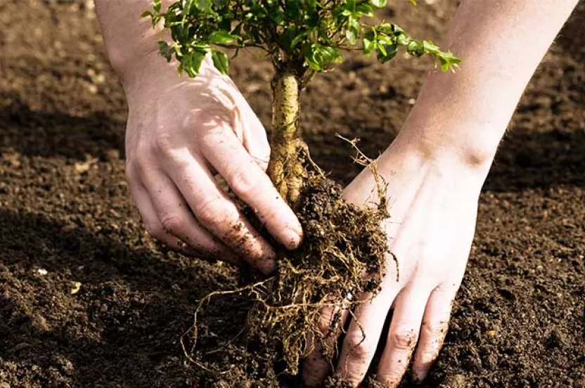 Media Name: planting-hands-1.jpg