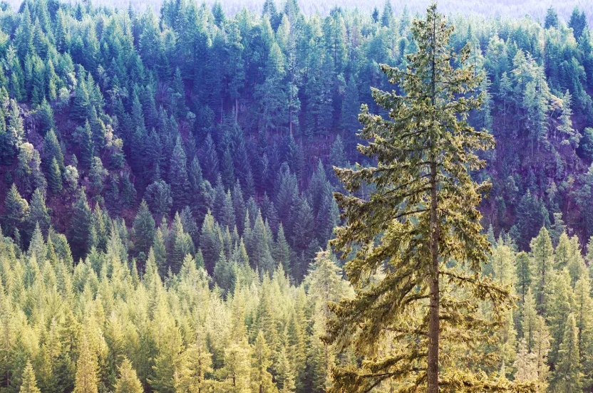 Media Name: ponderosa-pine.jpg