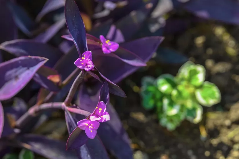 Media Name: purp-tradescantia-iStock-868106432.jpg