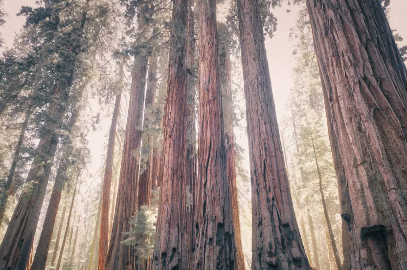 Media Name: redwood-trees.jpg