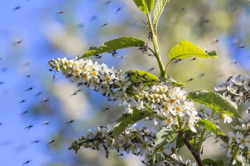 Media Name: resized-mosquitos-iStock-639879790.jpg