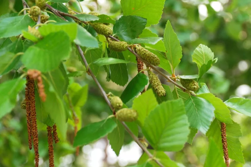 Media Name: river-birch-catkins_KH.jpg