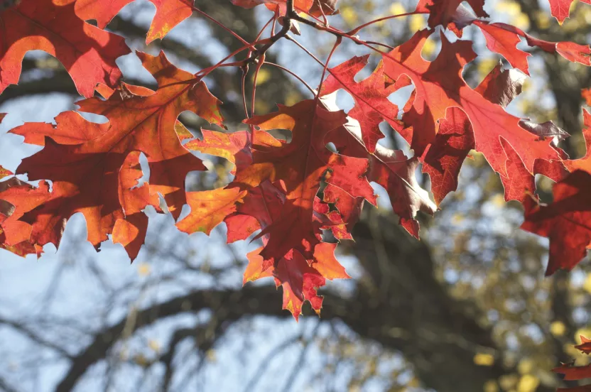 Media Name: scarlet-oak-iStock-665765288.jpg