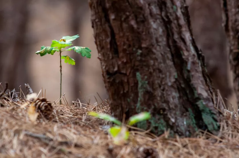 Media Name: small-oak-tree-resized-iStock-1031281578.jpg