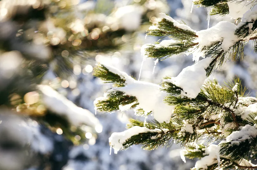 Media Name: snow-covered-evergreen-branches.jpg