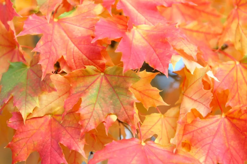 Media Name: sugar-maple-iStock-147259434.jpg